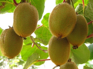Kiwis