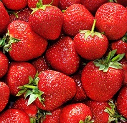 frutillas portalfruticola