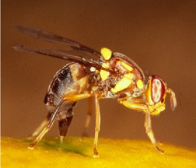 Mosca de la fruta Queenland