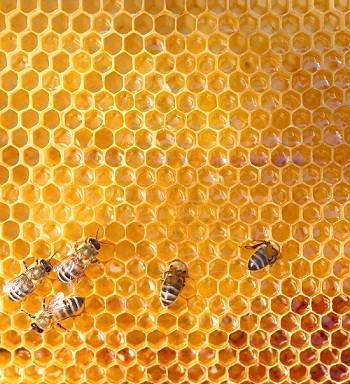 abeja miel 55545403