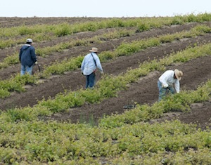 trabajadores portalfruticola