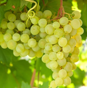 uvas portalfruticola