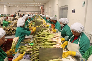 ESPARRAGOS PERU ADEX
