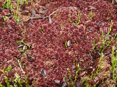 Sphagnum magellanicum 041107b 1
