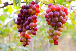 uvas_62753434