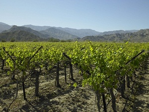 Table Grape Vineyard in Coachella Valley California Table Grape