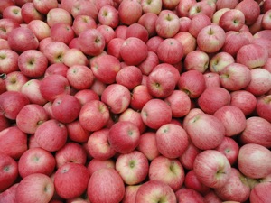 manzanas creo que gala
