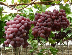 uvas frescas