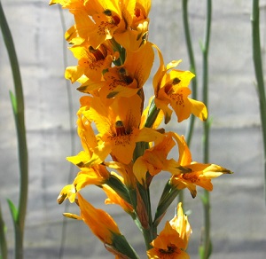 orqudeas_yumbel