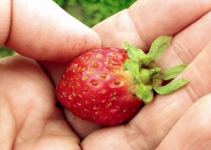 Fotografía: Organicweek.ca