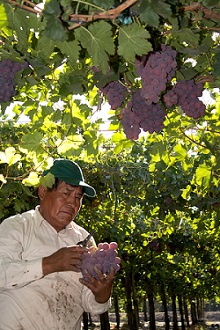 trabajador
