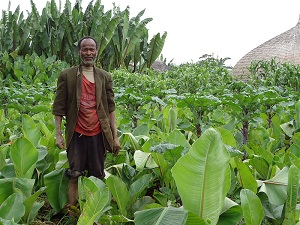 Agricultor en un campo de ensete