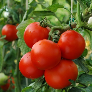 Fotografía: Shutterstock.com 