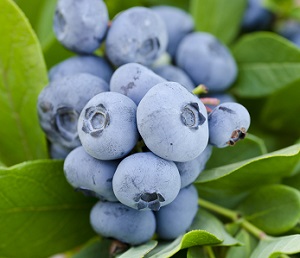 Fotografía: Shutterstock.com