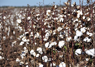Cultivo emblema del noreste argentino contará con un año de mayor producción 3 Fotografía: INTA