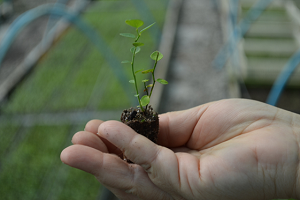 Fotografía gentileza Plantae