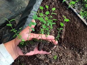 Fotografía gentileza Plantae