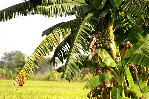 Foto: Shutterstock.com