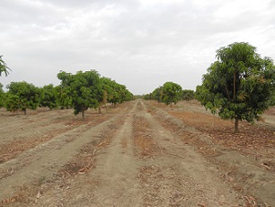 Campo de mangos en Piura, Perú