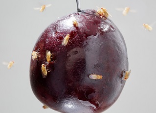 Moscas de la fruta detectan los antioxidantes en los alimentos 3 Foto: Institute for Chemical Ecology,
