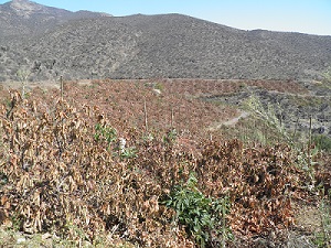 Paltos cortados a tocón en Fundo Santa Teresa de Ovalle / Fotografía gentileza SAN
