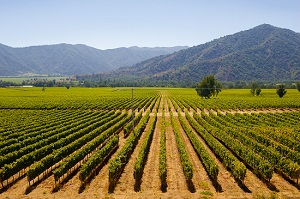 Presentan la primera plataforma de procesamiento de datos a demanda para drones agrícolas 3 Archivo/Shutterstock.com