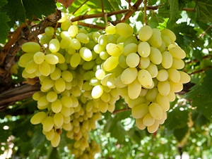 Uva / Foto Shutterstock.com