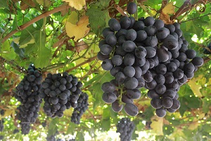 Presentan avances de INIAgrape-one, la primera variedad de uva desarrollada 100% en Chile 3 INIAgrape-one / Foto Biofrutales