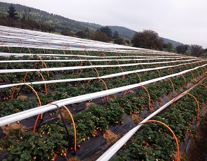 frutilla1