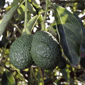 Desarrollan innovadora técnica para combatir plaga del aguacate 3 Aguacate/Archivo/Shutterstock.com