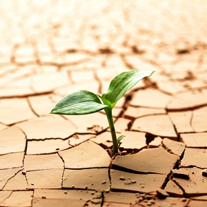 Chile: Sequía provoca inicio de quiebras y remates en el agro de la IV Región 3 Sequía/Archivo/Shutterstock.com