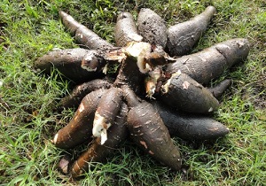 Raíces de mandioca / Fotografía INTA
