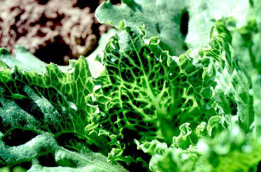 Virus del ensanchamiento de las nervaduras o “Big-vein disease (BVD)