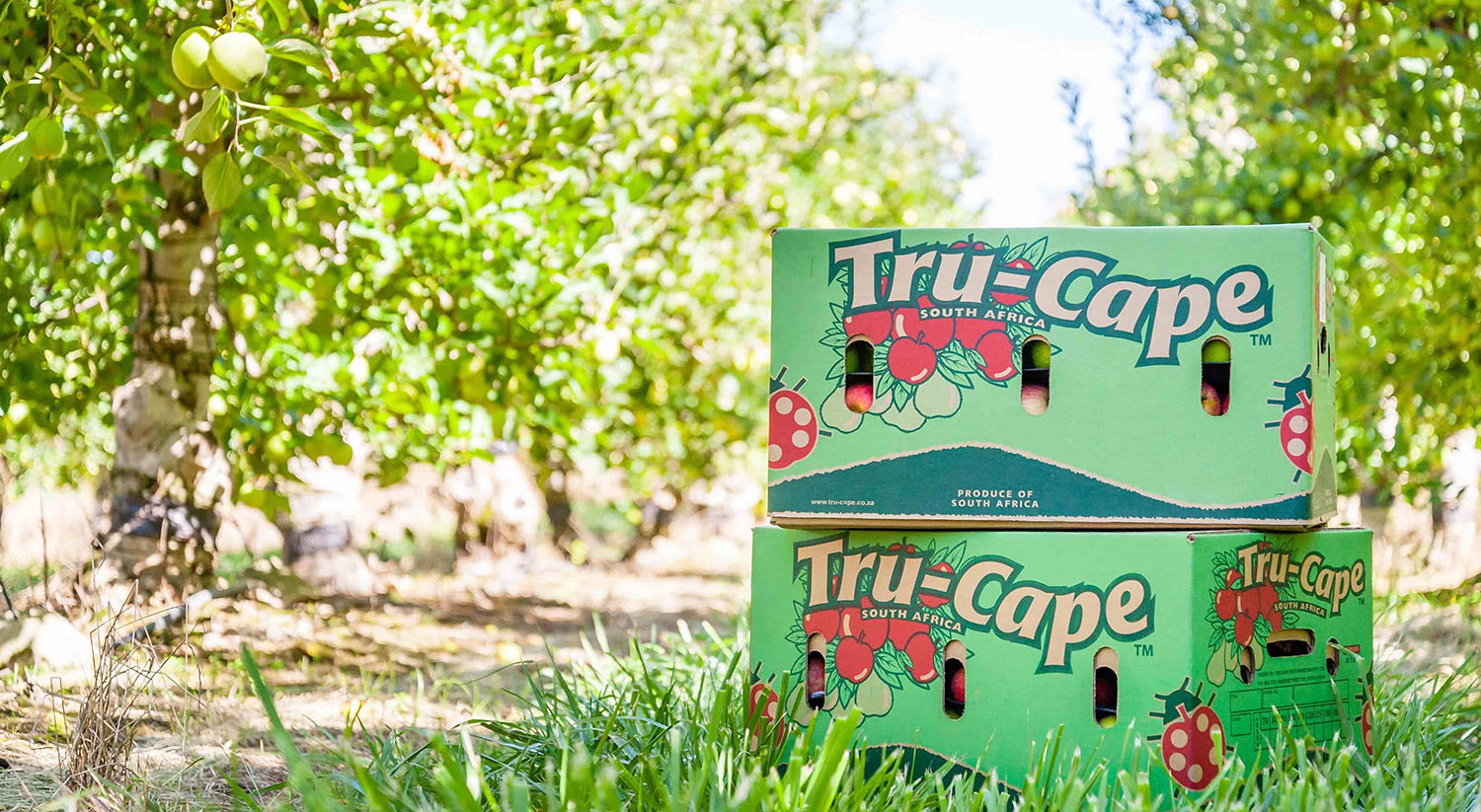 "Lo mejor está por venir": optimismo en la industria de manzanas y peras de Sudáfrica