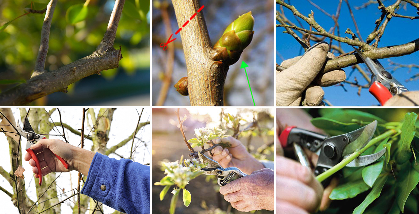 La Poda En rboles Frutales Mayores Y Menores PortalFruticola