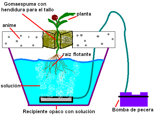 cultivo hidropónico