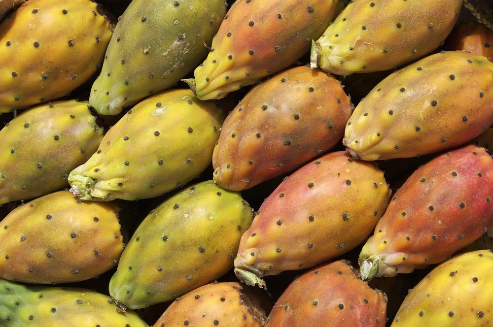 Eficientes con el uso del agua, ricas en propiedades y atractivas