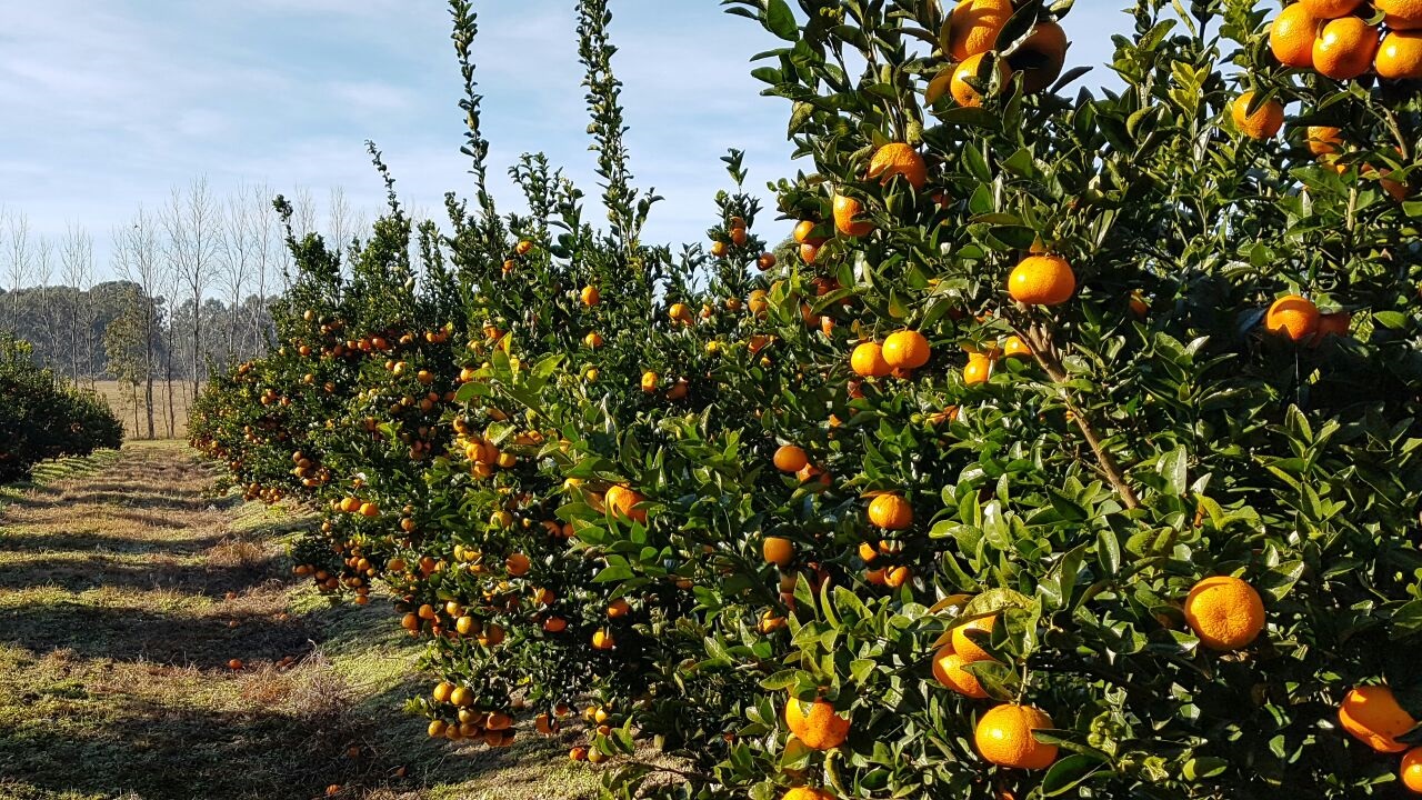 Sudáfrica: exportaciones de mandarinas tardías se estabilizan en 2026 con leve caída