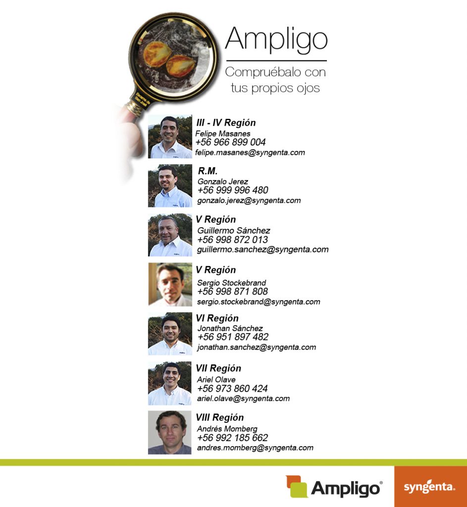 d957b12e landp ampligo1120x1260px original alta