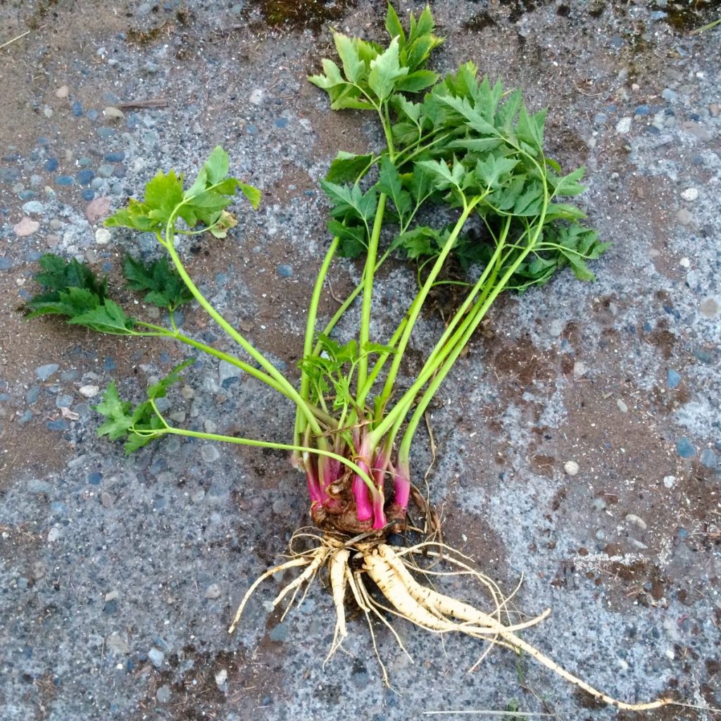 Conociendo el cultivo de la arracacha o apio criollo - PortalFruticola.com