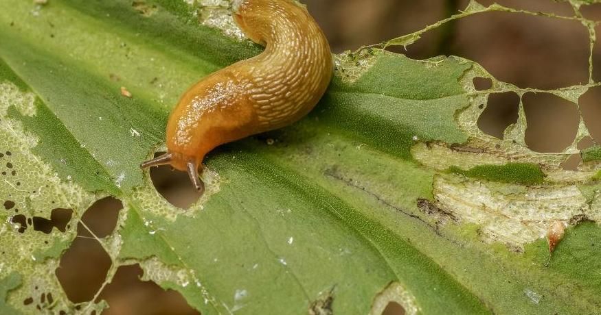 Mollusk Slugs Egg Development