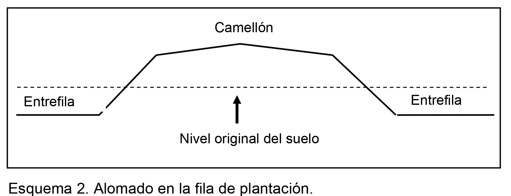 Planificación, plantación y prácticas de manejo en frutales ...