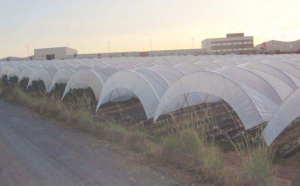 Cultivos forzados: CĂłmo hacer micro-tĂșneles para tus cultivos ...