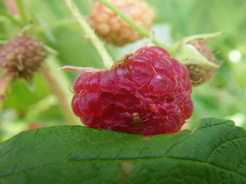 Drosophila Suzukii en berries orgánicos