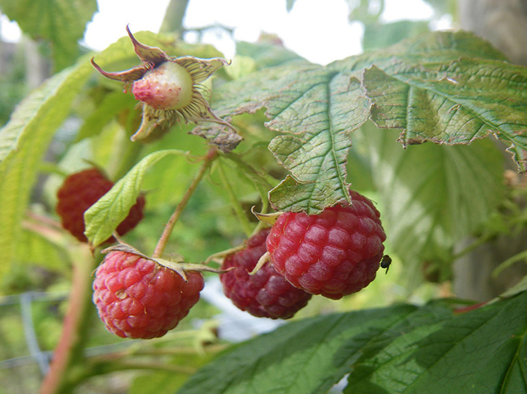 Drosophila Suzukii en berries orgánicos