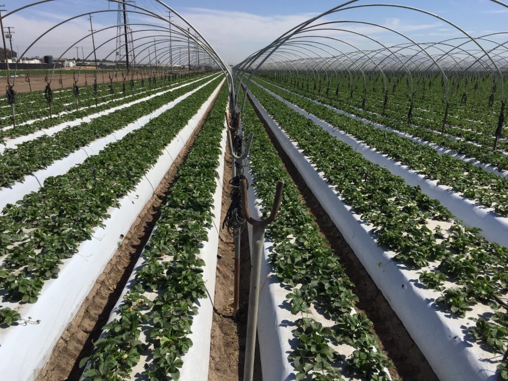 microaspersores para la aplicación de fertilizantes