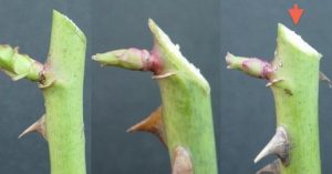 Técnica de poda del rosal. Cómo se podan las rosas - PortalFruticola.com