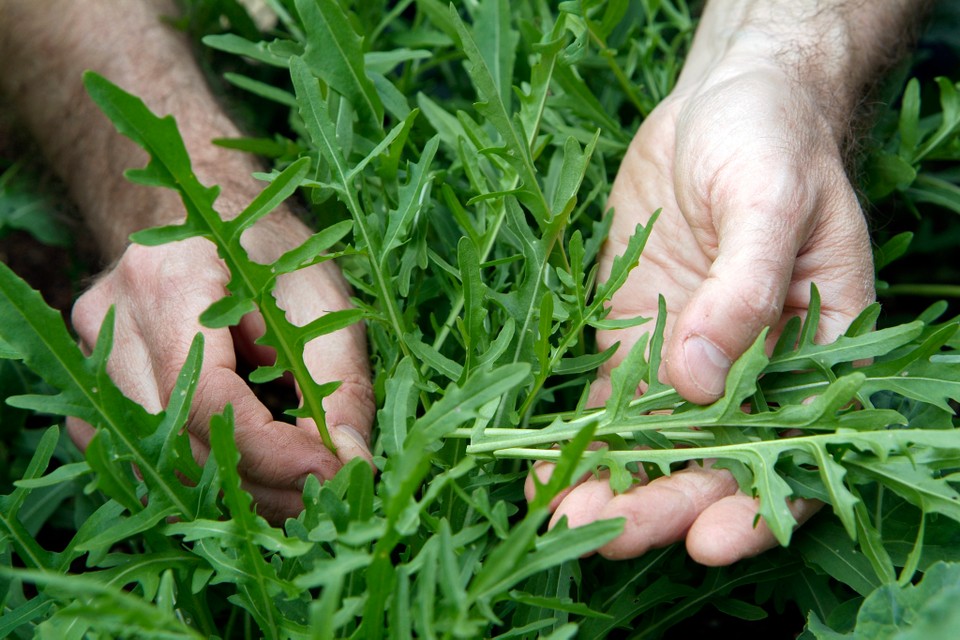 cultivar