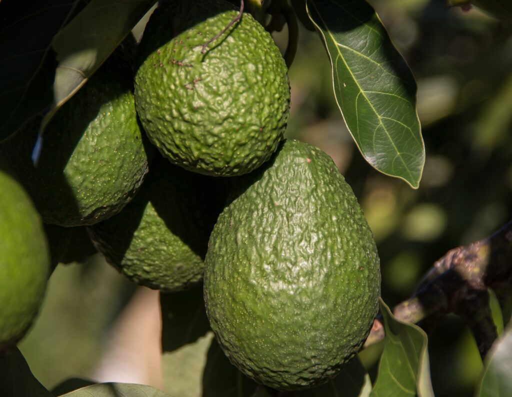 Ventas de aguacate Hass de primavera disminuyen respecto al año pasado