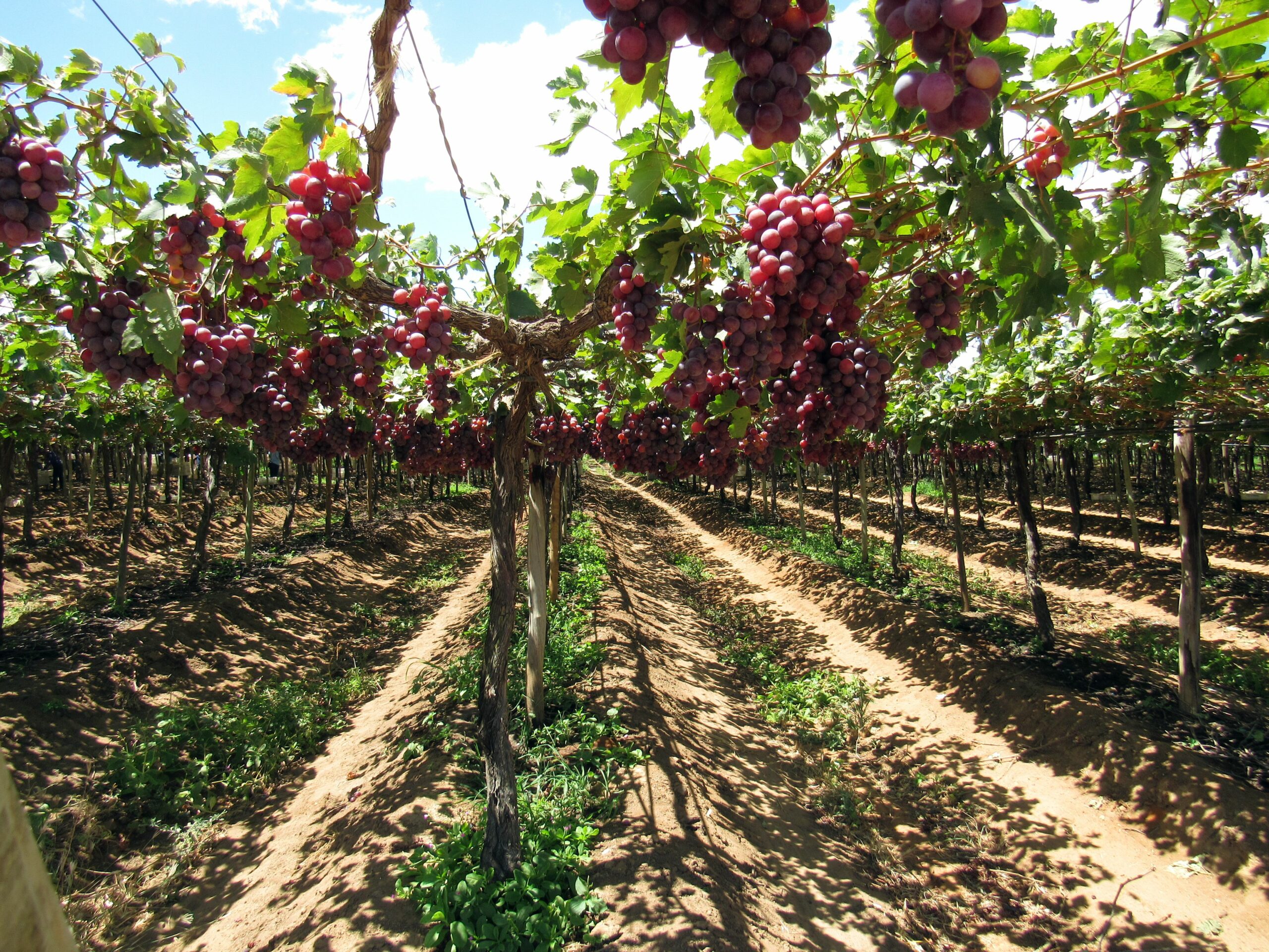 Lo que necesitas saber para empezar a cultivar uvas - PortalFruticola.com